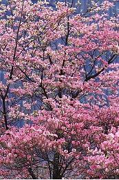 三款开罗新作Steam发售 9折优惠截至11月7日